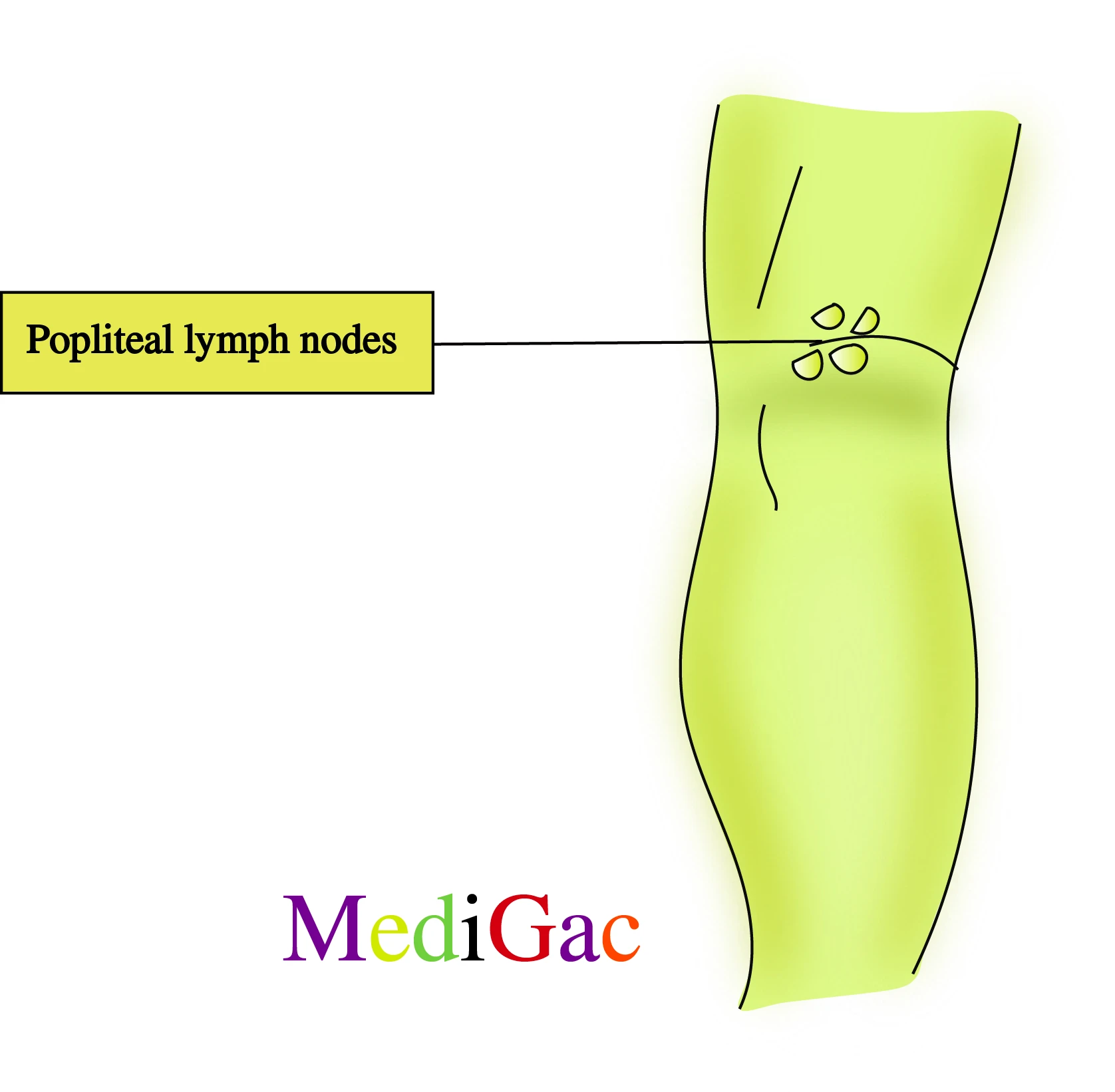 Popliteal lymph nodes